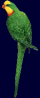 ParrotWebs logo